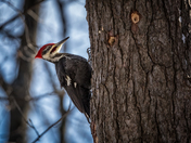 Pileated Woodpecker