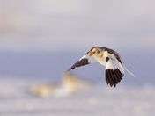 Snow bunting