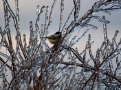 Icy Chickadee
