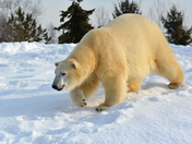 Just going for a walk