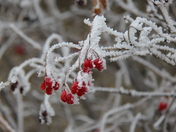 Hoar frost on berries