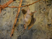 Hanging Fruit Bat