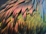 Feathers