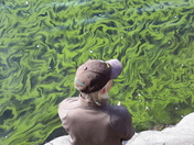 Algae bloom