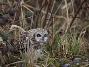 short ear Owl