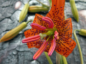 Wild Tiger Lily