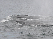 Finbacks in Bay of Fundy