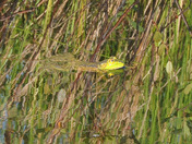 Green Frog Reflection