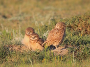 Burrowing Owls