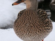 Canard malard