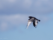 Piebald Northwestern Crow