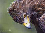 Golden Eagle