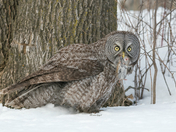 Great Grey with his prey