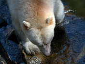 To Close for Comfort !