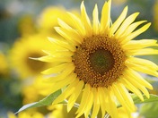 Manitoba Grown Sunflower