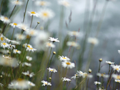 The Calm by the River, Jasper National Park