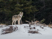 Wolf on the Beaver Hut