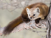 Wild fur running through the tree's