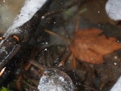 forest ice and fleas