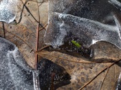 frozen maple leaves