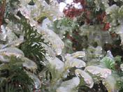 Tree after an ice storm