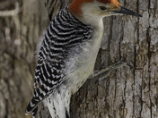 Red bellied woodpecker 