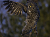Great Grey Owl taking flight
