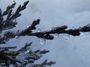 frozen water droplets