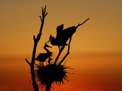 Hungry young blue herons