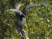 Green Heron