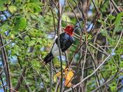 Red-headed Woodpecker