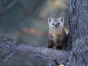 Pine Marten