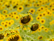Goldfinch and sunflowers