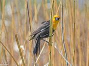 Yellow-headed Blackbird