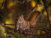 The coming of spring 