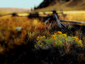 When the bloom is on the sage...