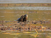 Otters 