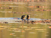 Otters 