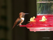 Rufous (male) Hummingbird
