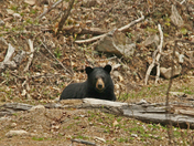 Spring bear