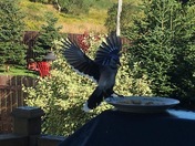 Blue Jay in Flight 