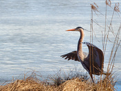 Blue Heron