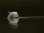 Swan