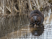 Beaver