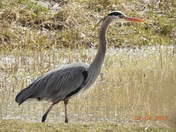 Great Blue Heron 