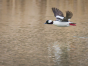 Bufflehead in flight
