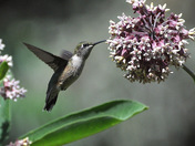 Hummer at milkweed