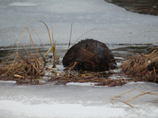 bever on ice