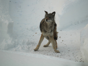 coyote