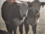 Moooos in the  Early Morning Mist